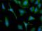Lysyl Oxidase antibody, PA5-23002, Invitrogen Antibodies, Immunofluorescence image 