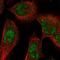 SGK antibody, HPA051251, Atlas Antibodies, Immunofluorescence image 