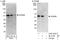 DNA-binding protein A antibody, A303-070A, Bethyl Labs, Western Blot image 