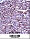 Matrix Metallopeptidase 15 antibody, 57-244, ProSci, Immunohistochemistry frozen image 