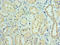 FUT5 antibody, LS-C375732, Lifespan Biosciences, Immunohistochemistry paraffin image 