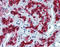 Vascular Endothelial Zinc Finger 1 antibody, orb324621, Biorbyt, Immunohistochemistry paraffin image 