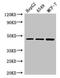 MAEA antibody, CSB-PA013310LA01HU, Cusabio, Western Blot image 