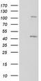 KAP1 antibody, TA502750, Origene, Western Blot image 