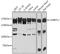 P-LAP antibody, LS-C747204, Lifespan Biosciences, Western Blot image 