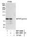 Poly(A) Polymerase Gamma antibody, NBP1-30060, Novus Biologicals, Immunoprecipitation image 
