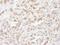 Eukaryotic translation initiation factor 3 subunit I antibody, A300-791A, Bethyl Labs, Immunohistochemistry frozen image 