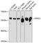 Serine/threonine-protein phosphatase 5 antibody, 14-112, ProSci, Western Blot image 