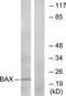 BAX antibody, TA312598, Origene, Western Blot image 
