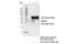 Ubiquitin Specific Peptidase 18 antibody, 4813T, Cell Signaling Technology, Immunoprecipitation image 