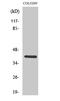 Cyclin Dependent Kinase Like 1 antibody, A11252-1, Boster Biological Technology, Western Blot image 