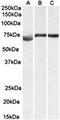 Cyclin D Binding Myb Like Transcription Factor 1 antibody, orb131707, Biorbyt, Western Blot image 