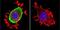 Acetylcholinesterase antibody, NB300-528, Novus Biologicals, Immunofluorescence image 