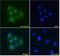 Kinesin Family Member 4A antibody, PA5-18059, Invitrogen Antibodies, Immunofluorescence image 