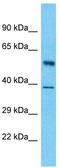 LUC7L3 antibody, TA345711, Origene, Western Blot image 
