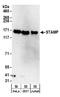 Tubulin Tyrosine Ligase Like 5 antibody, A304-303A, Bethyl Labs, Western Blot image 