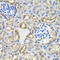 Death Effector Domain Containing antibody, 19-868, ProSci, Immunohistochemistry paraffin image 