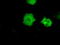 Serine/threonine-protein kinase PRKY antibody, TA500563, Origene, Immunofluorescence image 