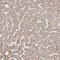 ETHE1 Persulfide Dioxygenase antibody, NBP1-81689, Novus Biologicals, Immunohistochemistry paraffin image 