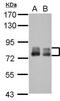 Poly(A) polymerase alpha antibody, PA5-30311, Invitrogen Antibodies, Western Blot image 