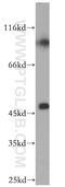 Solute Carrier Family 25 Member 24 antibody, 14669-1-AP, Proteintech Group, Western Blot image 