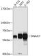 DnaJ homolog subfamily C member 7 antibody, 18-809, ProSci, Western Blot image 