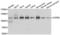 Coatomer Protein Complex Subunit Beta 1 antibody, LS-C346386, Lifespan Biosciences, Western Blot image 