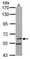 Flavin Containing Dimethylaniline Monoxygenase 1 antibody, PA5-30034, Invitrogen Antibodies, Western Blot image 