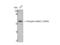 Histone Deacetylase 2 antibody, STJ90442, St John