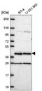 Coiled-Coil Domain Containing 84 antibody, PA5-67194, Invitrogen Antibodies, Western Blot image 