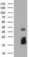 Elf1 antibody, TA501451, Origene, Western Blot image 