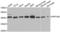 NIPP1 antibody, LS-C334888, Lifespan Biosciences, Western Blot image 