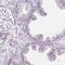Cilia And Flagella Associated Protein 157 antibody, HPA021786, Atlas Antibodies, Immunohistochemistry paraffin image 