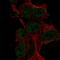 Low Density Lipoprotein Receptor Class A Domain Containing 4 antibody, HPA054556, Atlas Antibodies, Immunocytochemistry image 