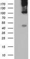 B7 antibody, TA501680S, Origene, Western Blot image 