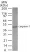 Caspase 1 antibody, TA336408, Origene, Western Blot image 