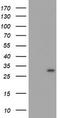 Myeloid leukemia factor 1 antibody, TA800121, Origene, Western Blot image 