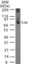 Toll Like Receptor 4 antibody, TA336415, Origene, Western Blot image 