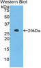 Torsin 1A Interacting Protein 2 antibody, LS-C296726, Lifespan Biosciences, Western Blot image 