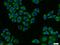 KLK11 antibody, 12698-1-AP, Proteintech Group, Immunofluorescence image 
