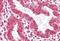 Homeobox A11 antibody, NBP1-80228, Novus Biologicals, Immunohistochemistry paraffin image 
