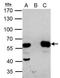 Histone Deacetylase 2 antibody, GTX109642, GeneTex, Immunoprecipitation image 