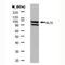 Programmed Cell Death 6 Interacting Protein antibody, NB100-65678, Novus Biologicals, Western Blot image 