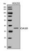 Carbonic Anhydrase 10 antibody, A07237-1, Boster Biological Technology, Western Blot image 