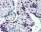Cullin 9 antibody, LS-B3911, Lifespan Biosciences, Immunohistochemistry paraffin image 