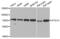 Autophagy Related 13 antibody, AHP2438, Bio-Rad (formerly AbD Serotec) , Western Blot image 