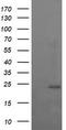 RAB37, Member RAS Oncogene Family antibody, TA505311BM, Origene, Western Blot image 