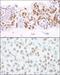 Histone Deacetylase 1 antibody, A300-713A, Bethyl Labs, Immunohistochemistry paraffin image 