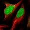 Protein pellino homolog 2 antibody, HPA053182, Atlas Antibodies, Immunofluorescence image 