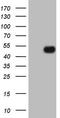 CD40 Molecule antibody, TA807682S, Origene, Western Blot image 